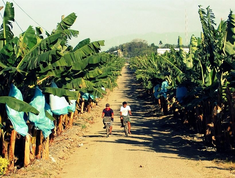 Plantación agrícola con personas trabajadoras recorriendo el cultivo